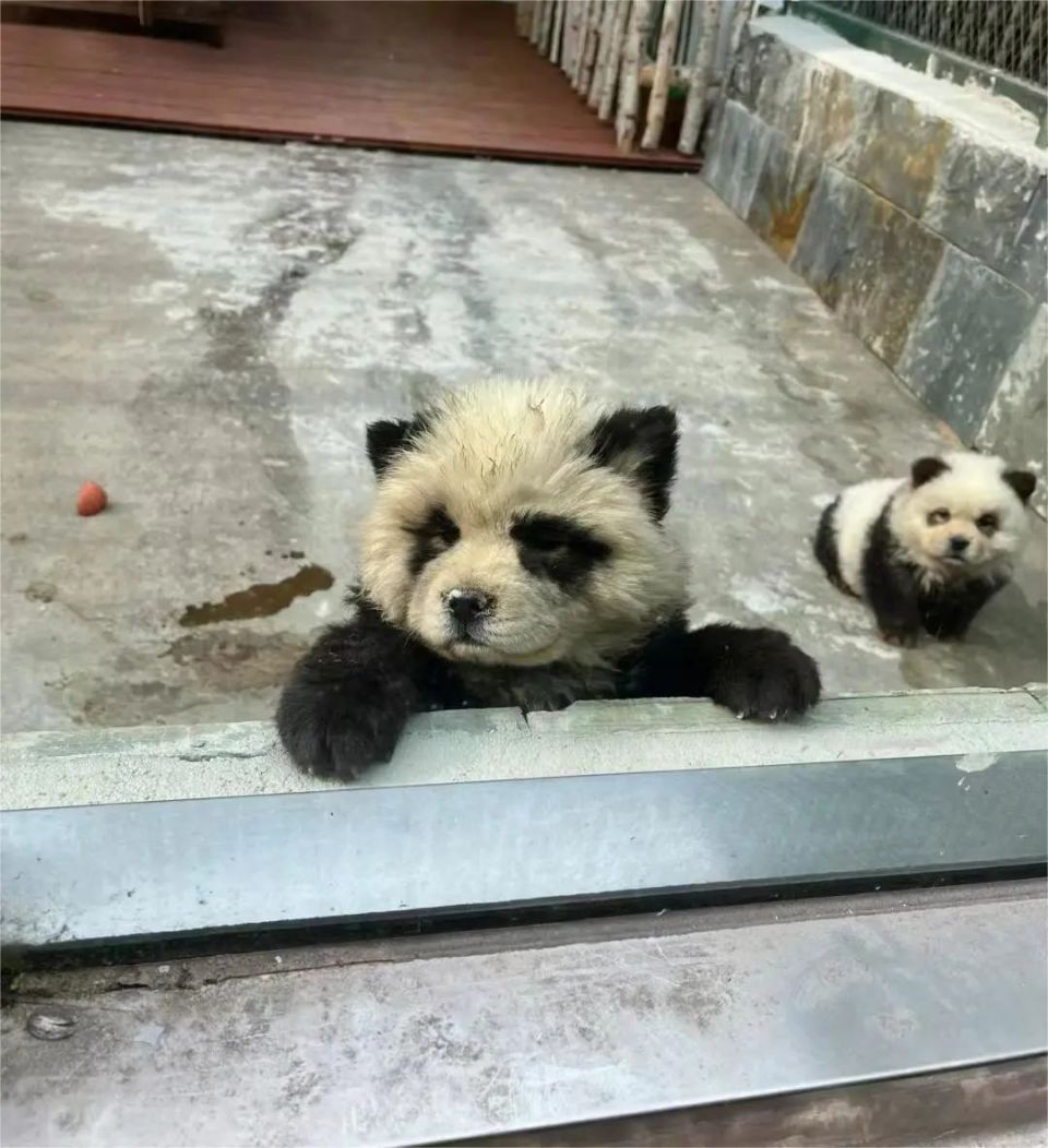 "两只熊猫怎么狗里狗气的",园方回应