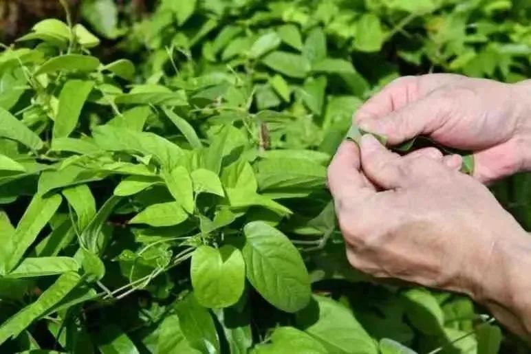 中国有个海南岛丨被名字耽误的海南糖水界"扛把子"——鸡屎藤