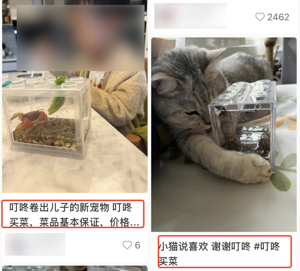 最会省钱的年轻人,都在买菜app买宠物