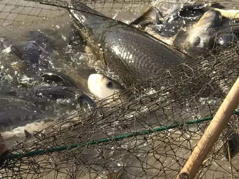 鳄雀鳝价格价位图片