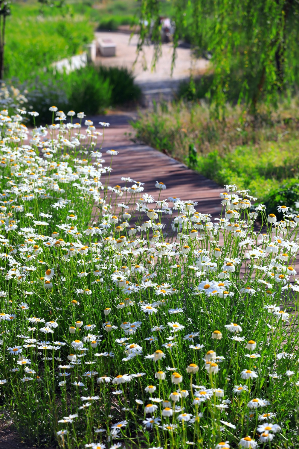 河北衡水:吴公渠生态公园景色怡人