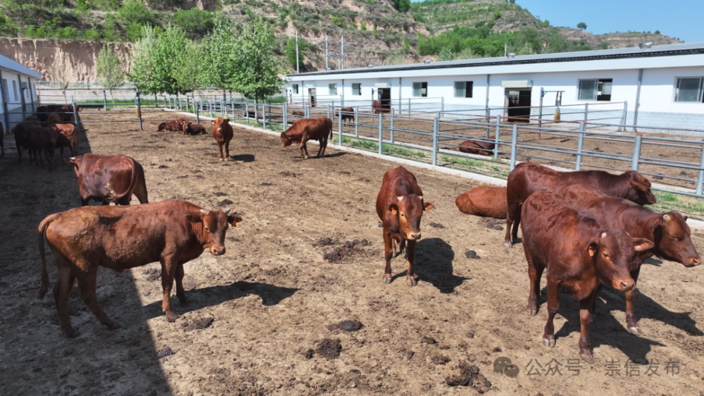 崇信:"牛"劲十足兴产业  "畜"势勃发奔振兴