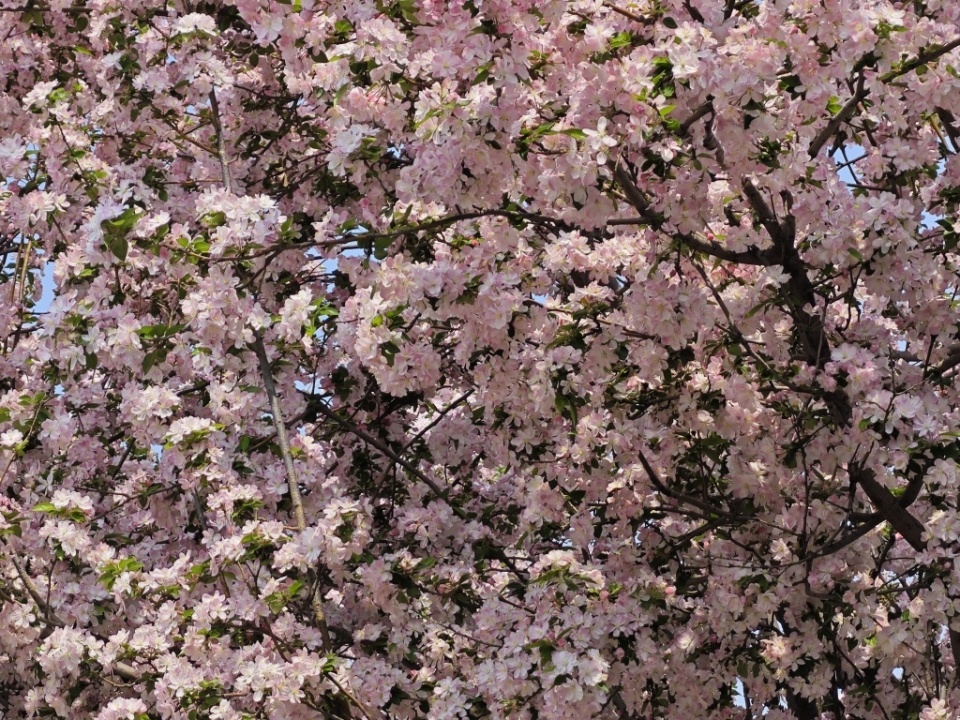 即墨一条胡同花团锦簇,引市民打卡拍照_腾讯新闻