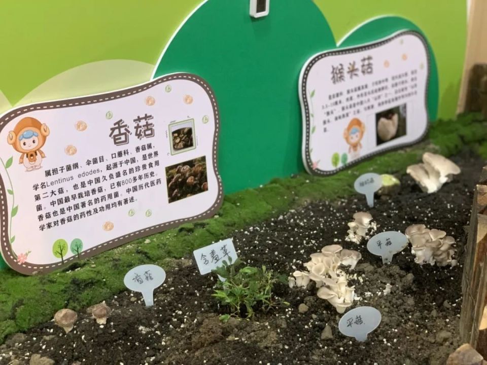 种植菌菇,勘探化石,社区里开了迷你"自然博物馆"
