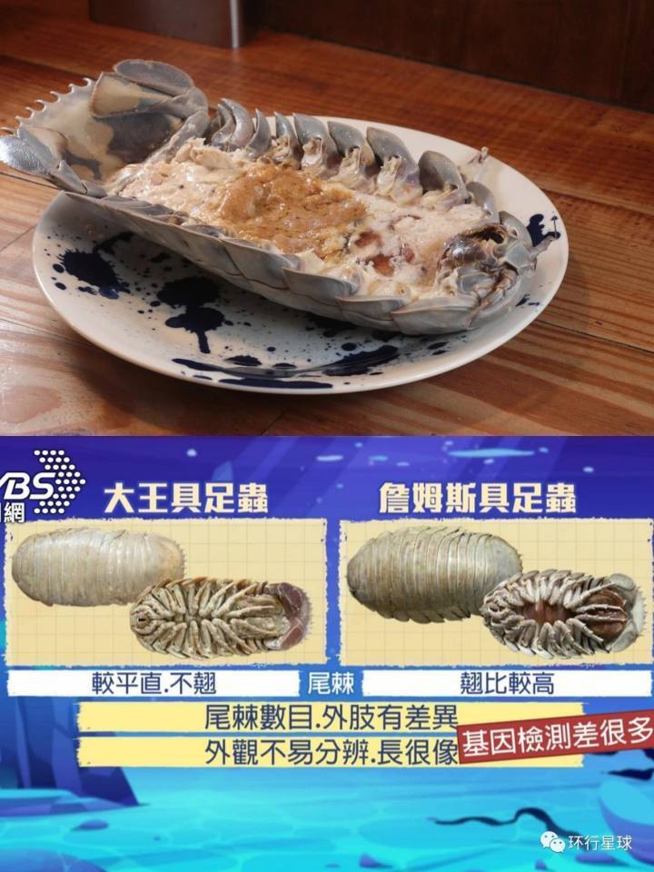 自然科學博物館馬上科普教育,大王具足蟲乃是深海底部的食腐動物,這款