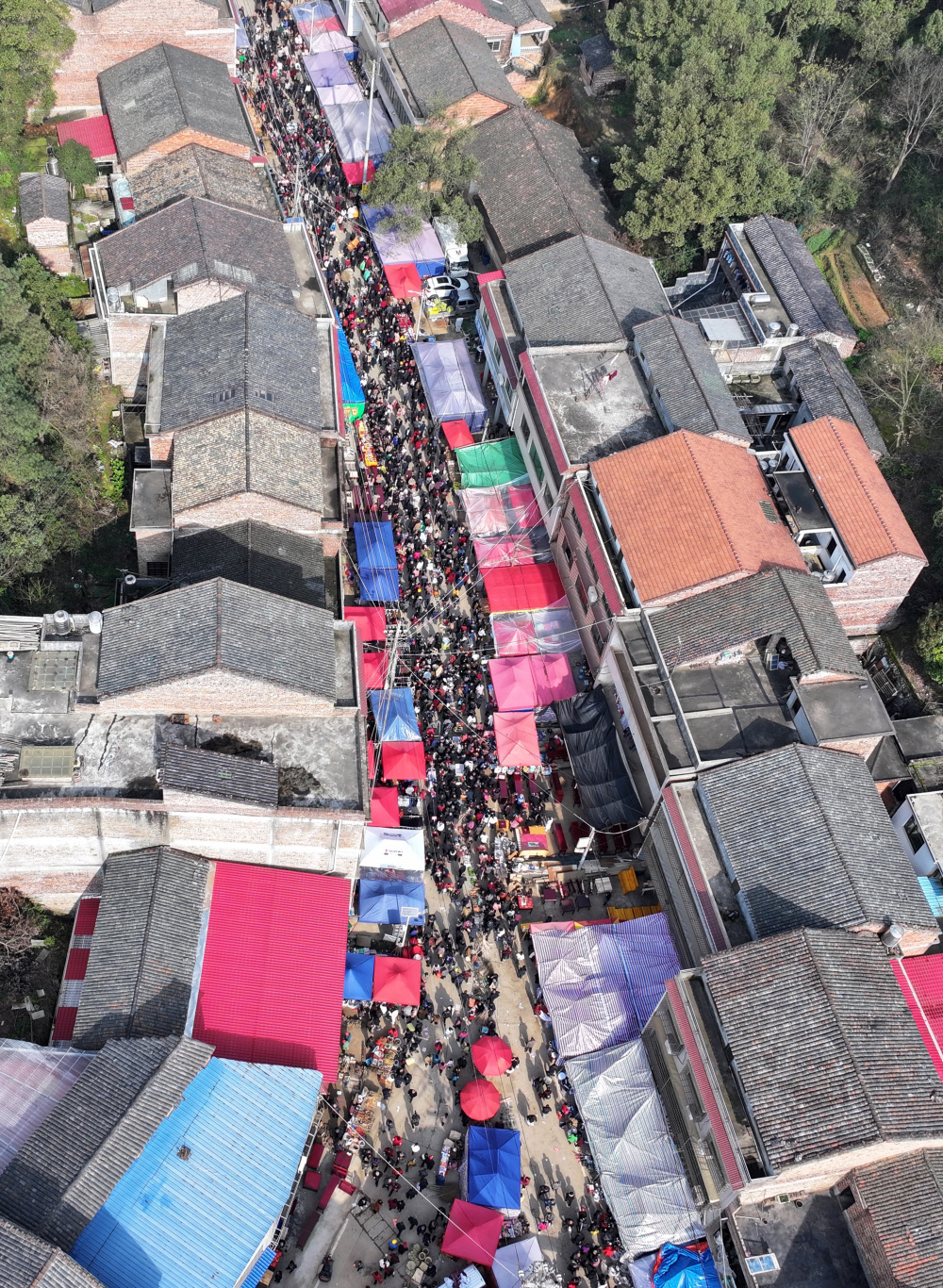 3月20日,在湖南省衡东县草市镇,村民在挑选树苗.新华社记者 赵众志 摄