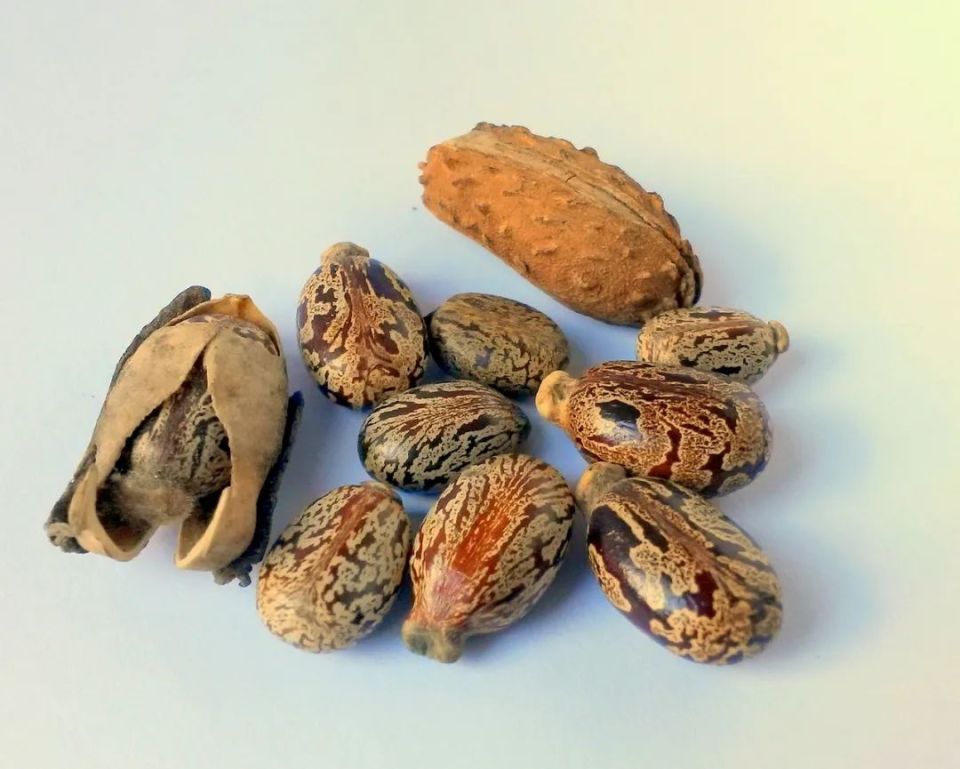 劝你认认这两种花,看见记得躲着走……_腾讯新闻