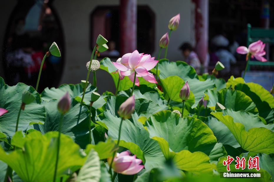 日前,昆明市大观公园大片荷花盛开,吸引民众游园,赏花.中新社记者 刘