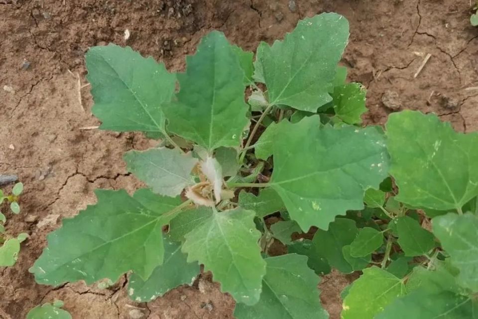 万物有灵 | 贫贱落藜漫荒野——灰灰菜