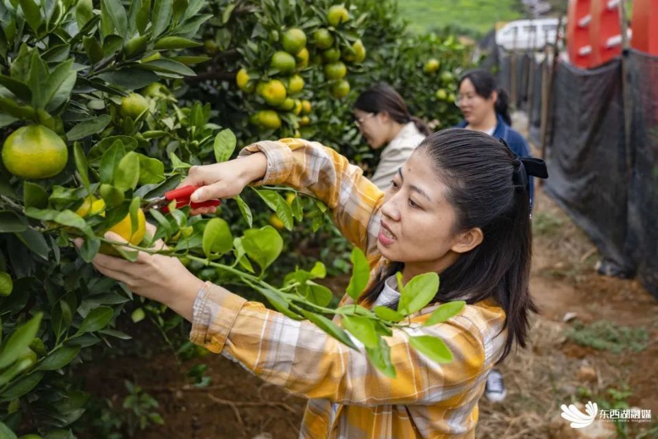 前来采摘的游客多了起来不少果贩到地里收购往年橘子成熟后采摘期可