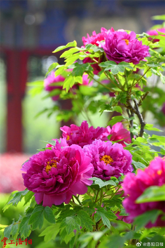 最全洛阳牡丹花谱!这些花你都见过吗