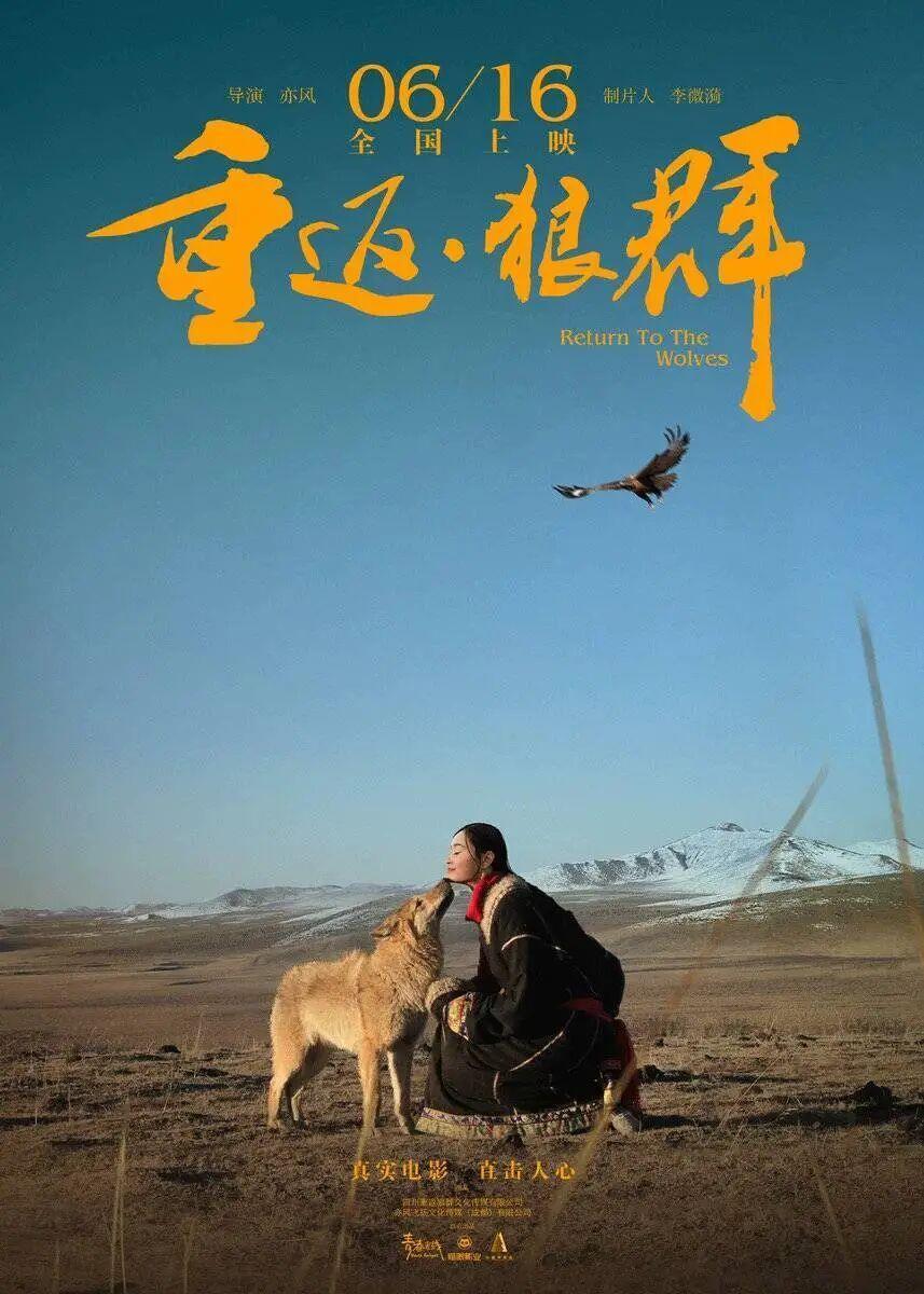 《重返·狼群》翻红 导演回应狼王格林是否安好，称最后一次见格林是2020年_腾讯新闻