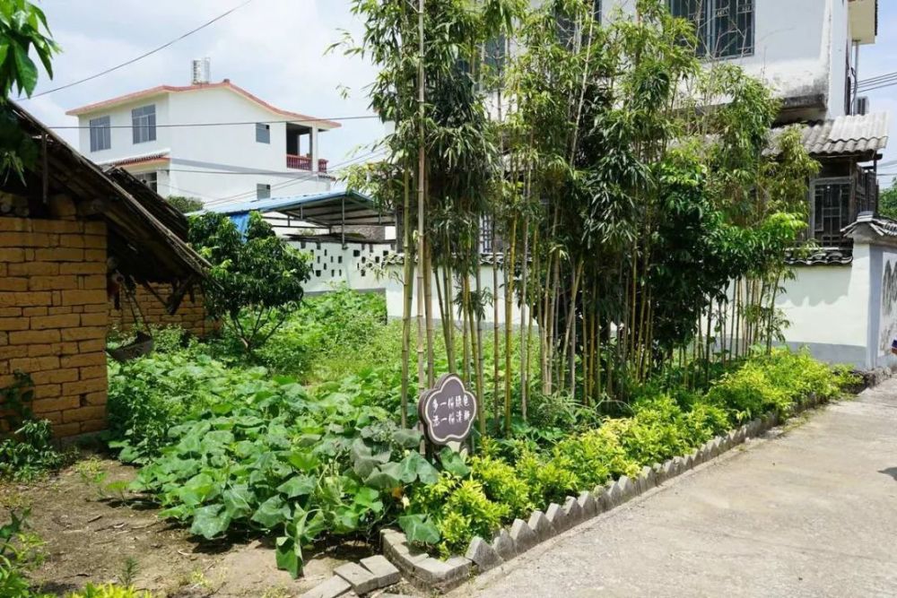 农村庭院不让种菜?院墙也要拆掉?咋回事?