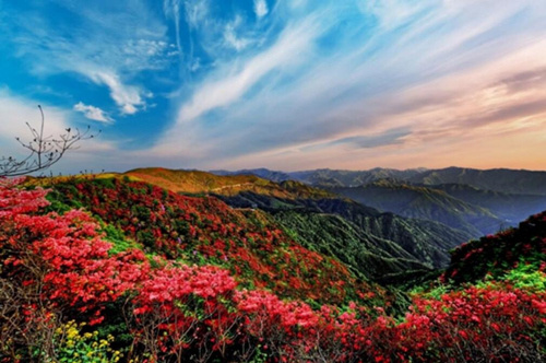 永州阳明山杜鹃花图片