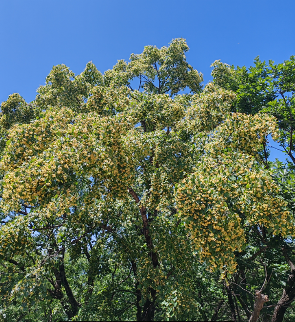 延庆发现北京最大规模野生紫椴群落多达800株