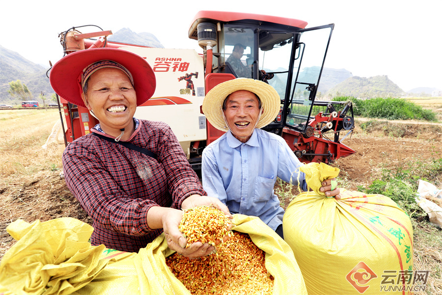 高清组图云南丘北18万亩小麦喜获丰收