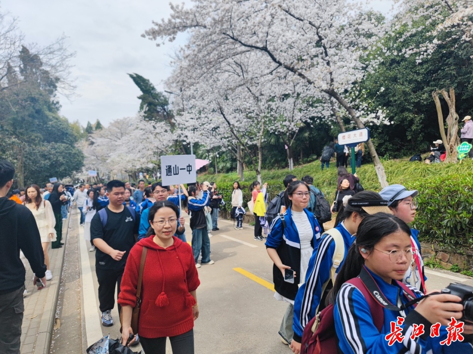 2万名高中生赏樱花逛武大,跟随院士走进科学世界