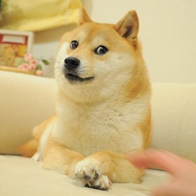 doge表情包原型柴犬去世,犬主回应!称它是最幸福的狗