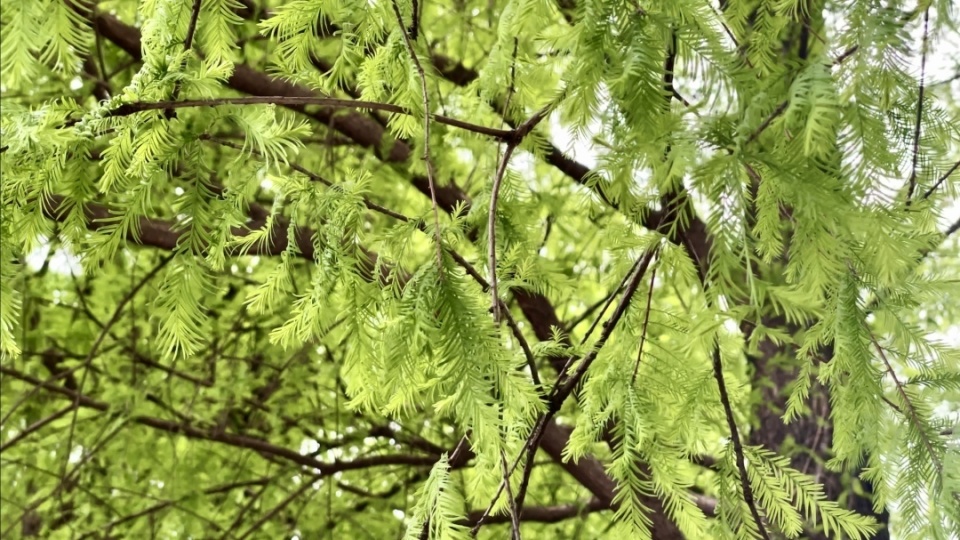 嫩出新高度脱掉网红色的落羽杉也很美