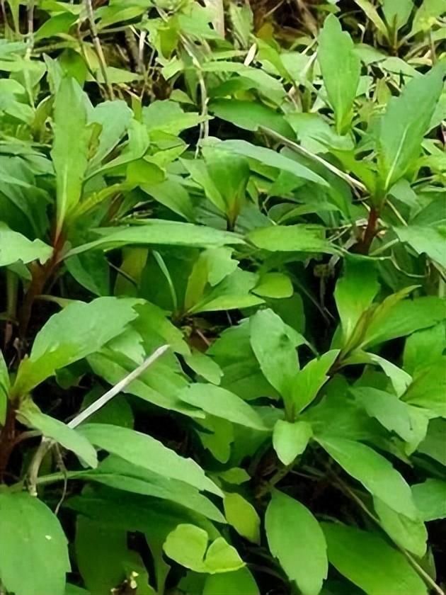 鲜掉牙的马兰头,春分食用正当时