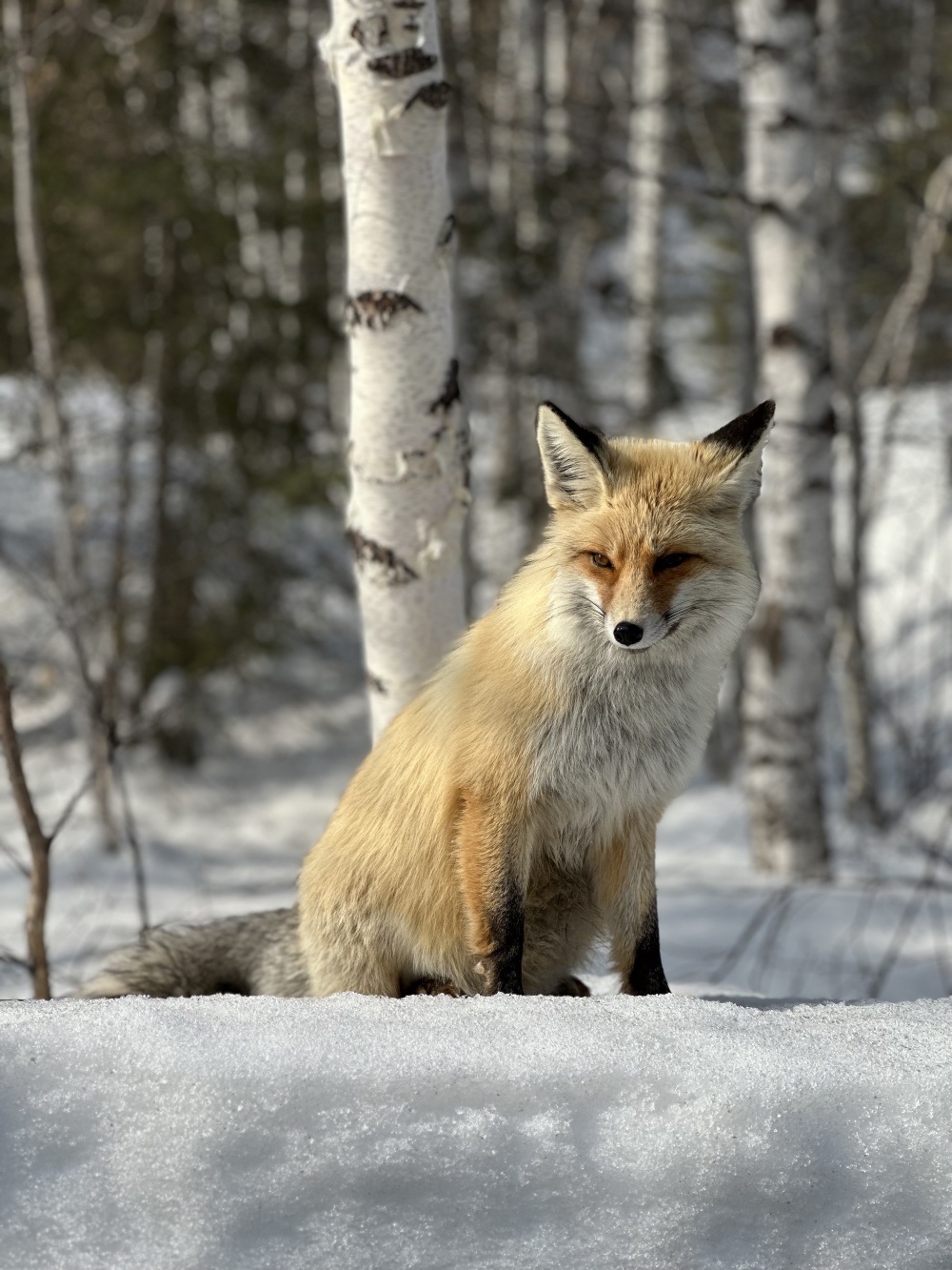 (环境)国道之行 从雪山奔向大海|偶遇小赤狐_腾讯新闻