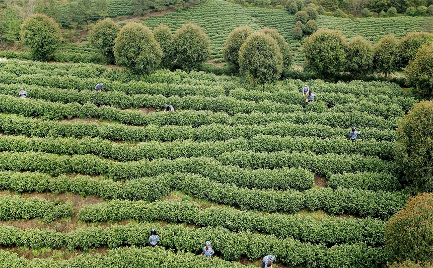 江西乐平:有机白茶采摘忙