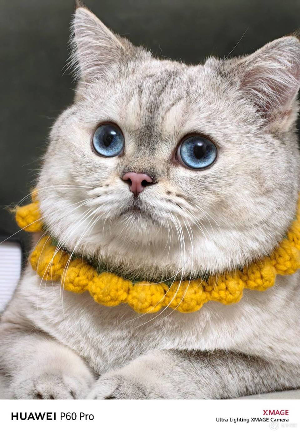 萌宠融化你的心 用"宠物神器"华为p60 pro定格它的可爱瞬间