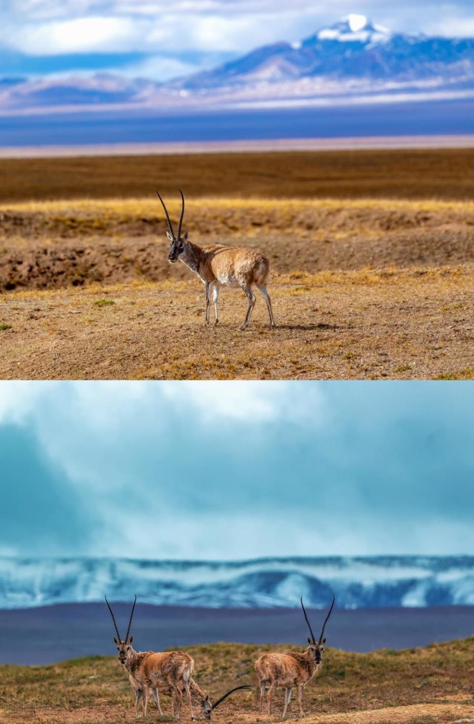 中国 | 高原上的舞者——藏羚羊