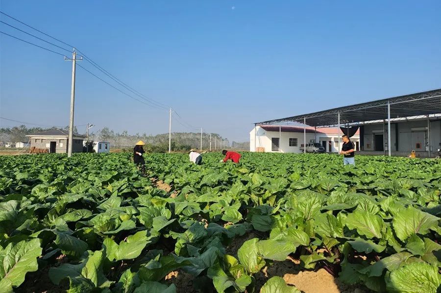 关注浩口镇农闲变农忙农户增收喜洋洋