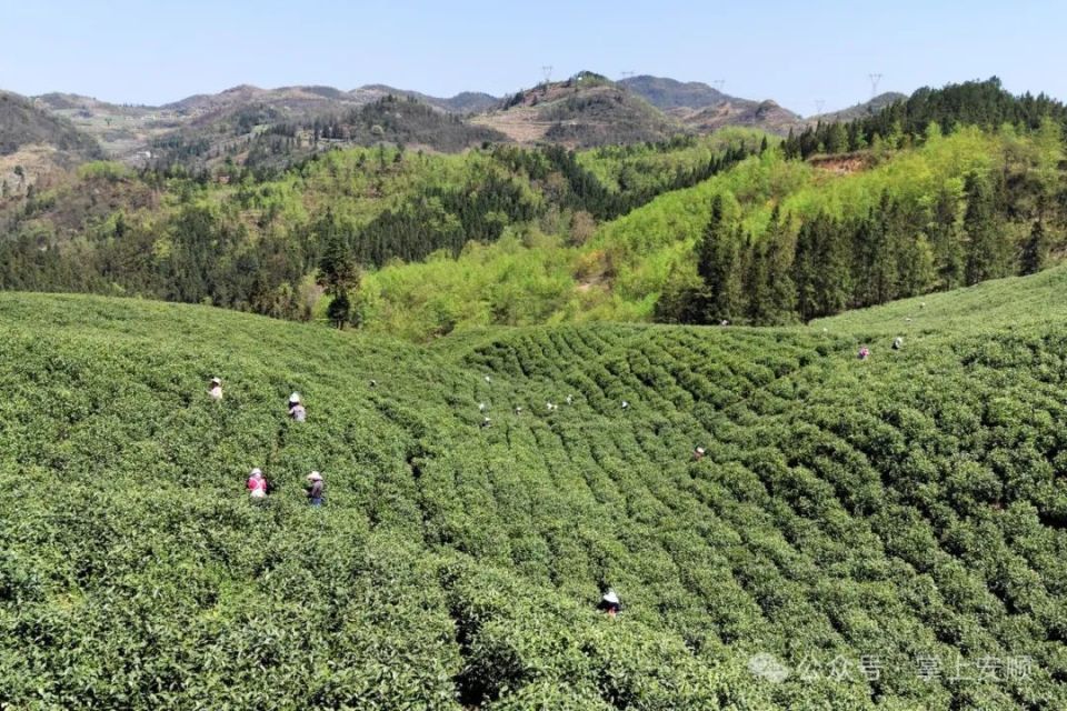 【奋进的春天】西秀区宁谷镇:春茶采制忙 茶山溢新香_腾讯新闻