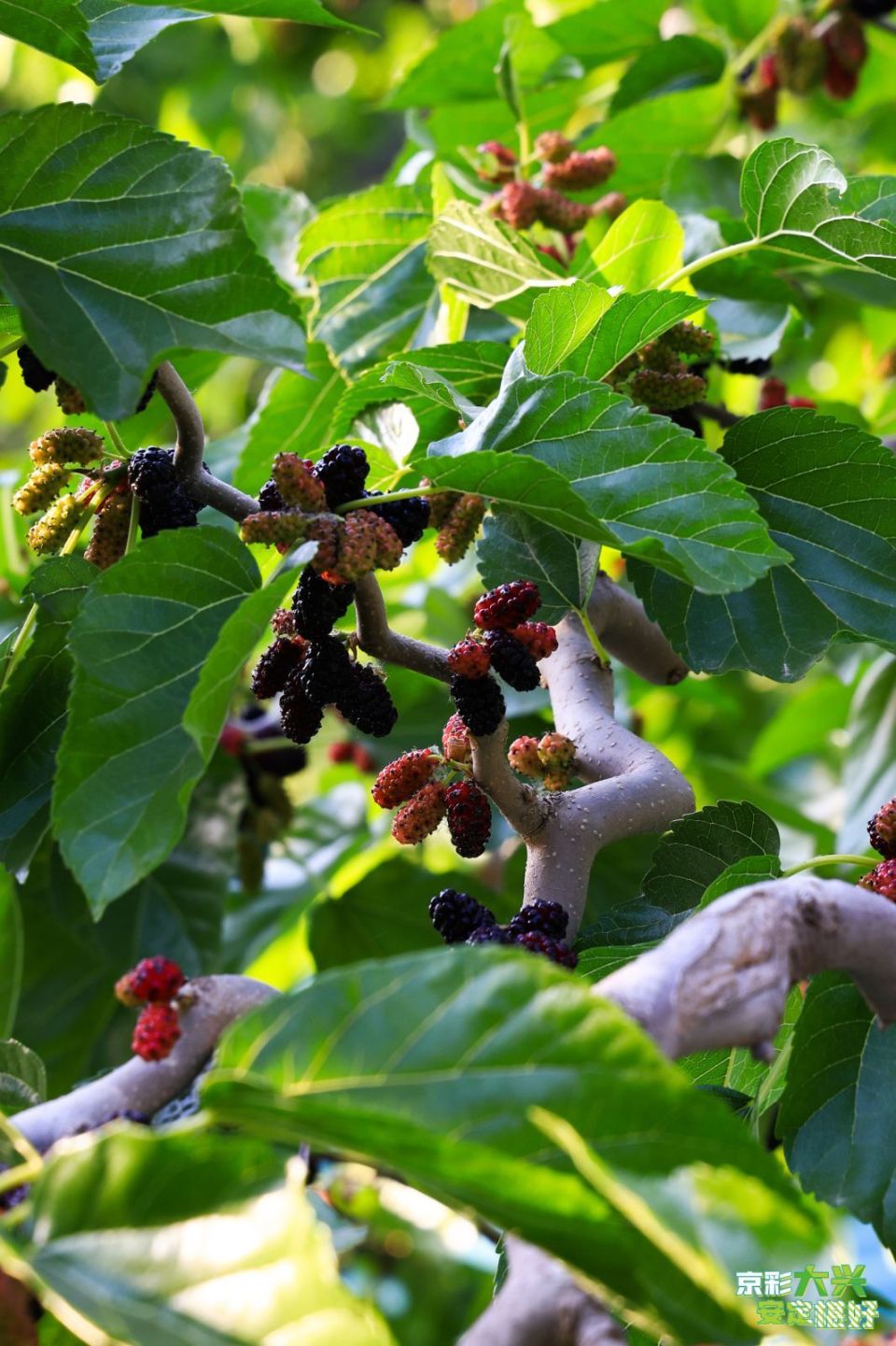 大兴安定桑椹熟了,采摘季可持续一个月