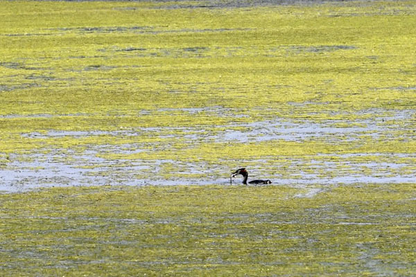 上海第一个“世界遗产”！为什么是崇明东滩？_腾讯新闻