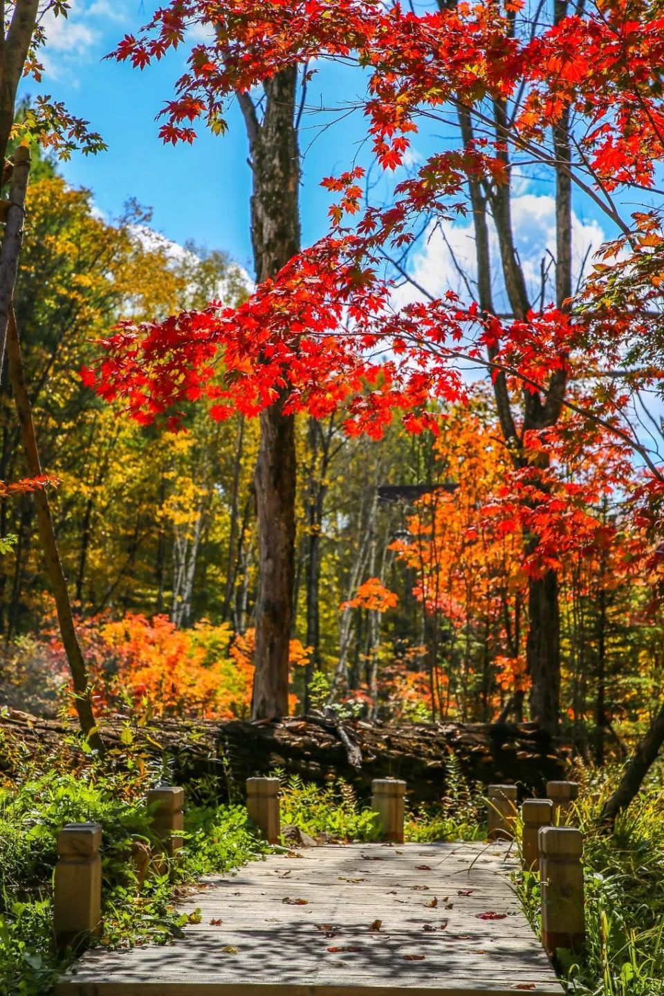 飞舞在抚松秋似乎少了一丝离愁,多了一份迷人秋色撩人心弦,抚松美景正