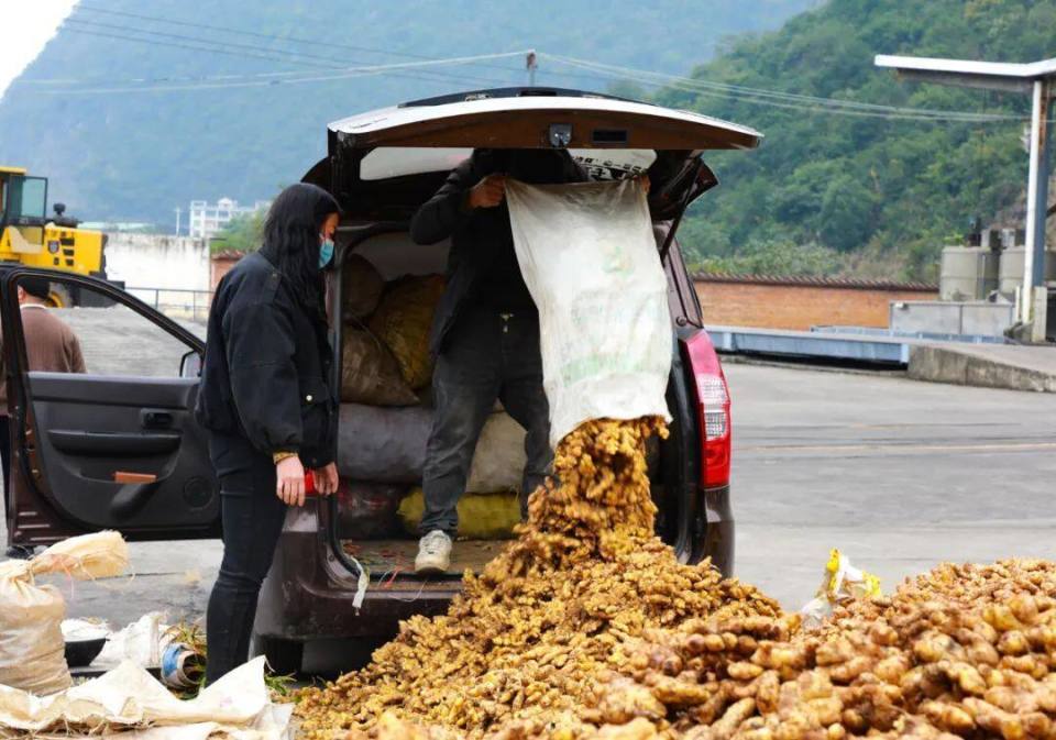 [南方生姜网-图片加载]