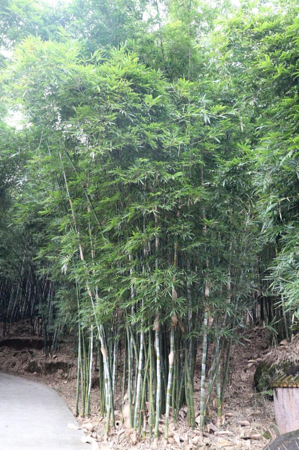 兴文——中国巨黄竹之乡,巴适!