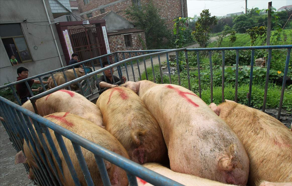 3月25日调整后92号汽油价格,猪价"画风突变"!_腾讯新闻