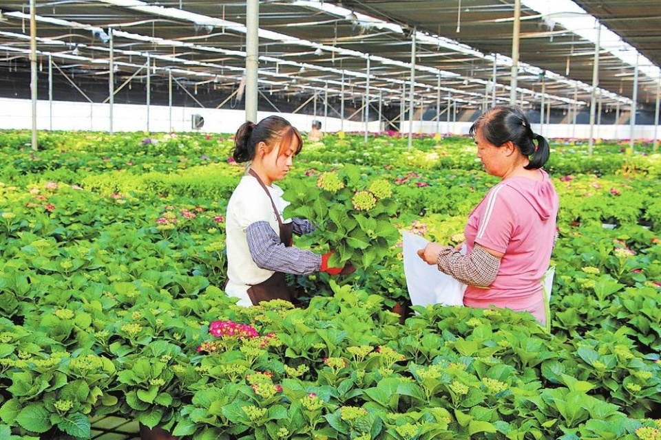 社区居民在鲜花公司务工走进开远市羊街乡黑泥地社区,只见家家户户被