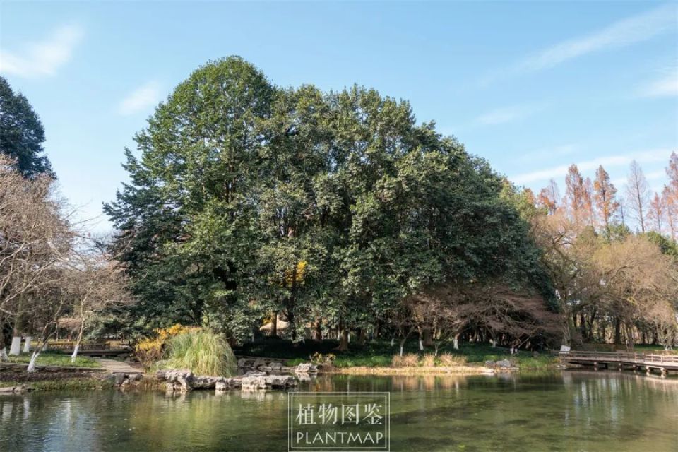 乐昌含笑也要加入春花盛会_腾讯新闻