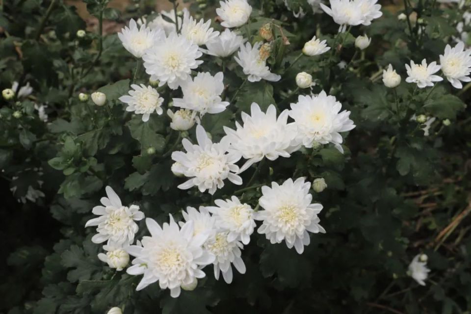 秋天的菊花，饱经露霜，备受四气，用来养生最佳_腾讯新闻