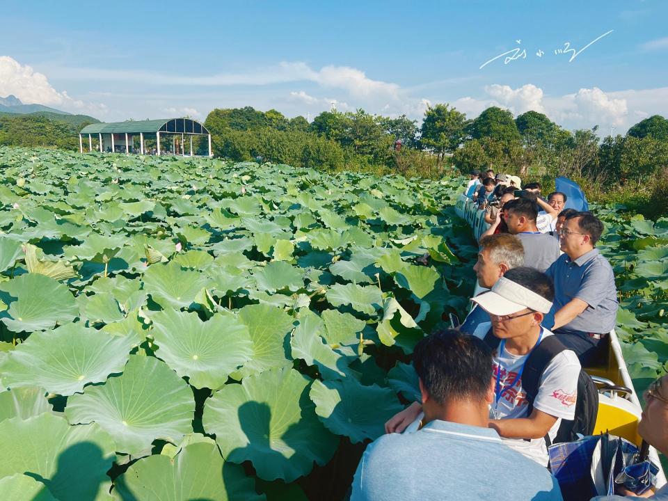 "荷美覃塘·湖美四季"景区是广西贵港市覃塘区的一处著名旅游景点,以