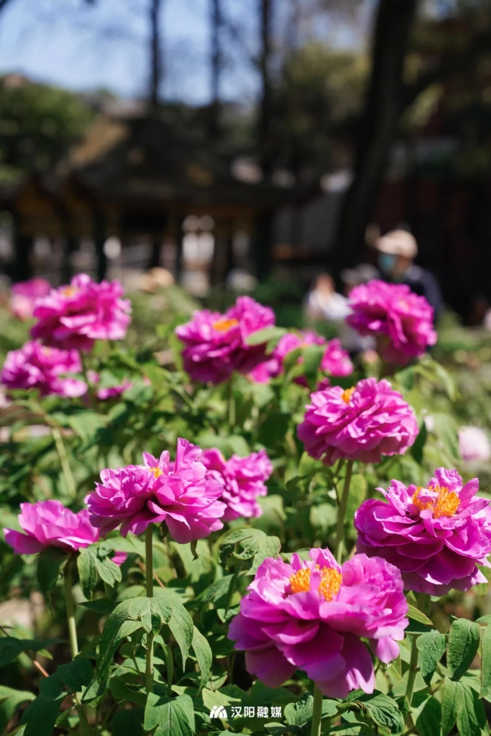 罕见爱心牡丹首次亮相就在汉阳