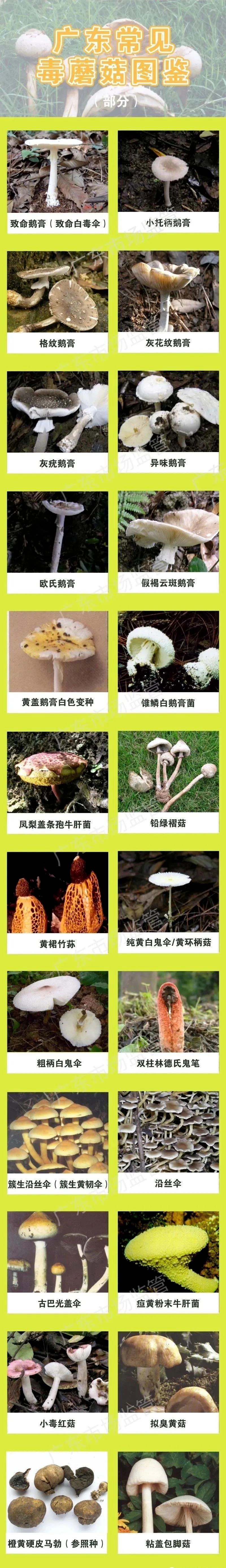 科普 | 一图读懂如何预防毒蘑菇中毒！_腾讯新闻