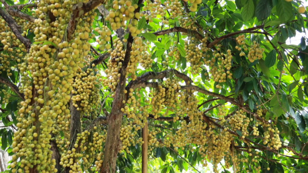 近几年,芒里村家家户户在房前屋后,庭院内种植花卉,果树和蔬菜,形成了