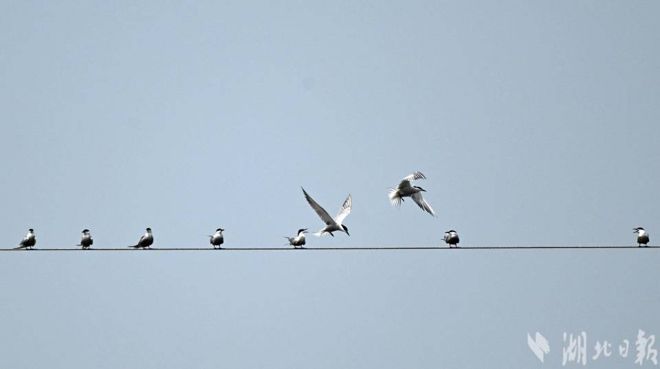 夏候鸟普通燕鸥现枝江_腾讯新闻