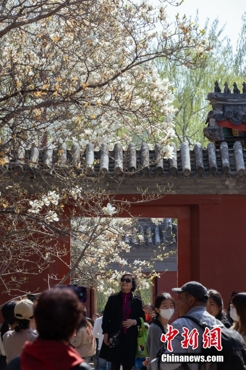 北京:万寿寺吸引市民赏春花