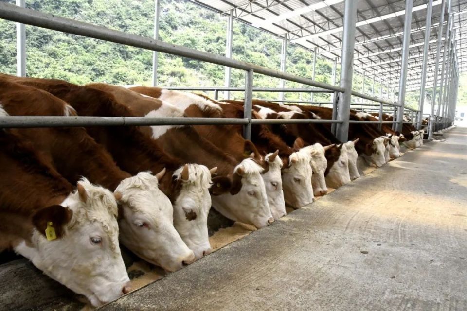 带你去看看,驮堪有多"牛"