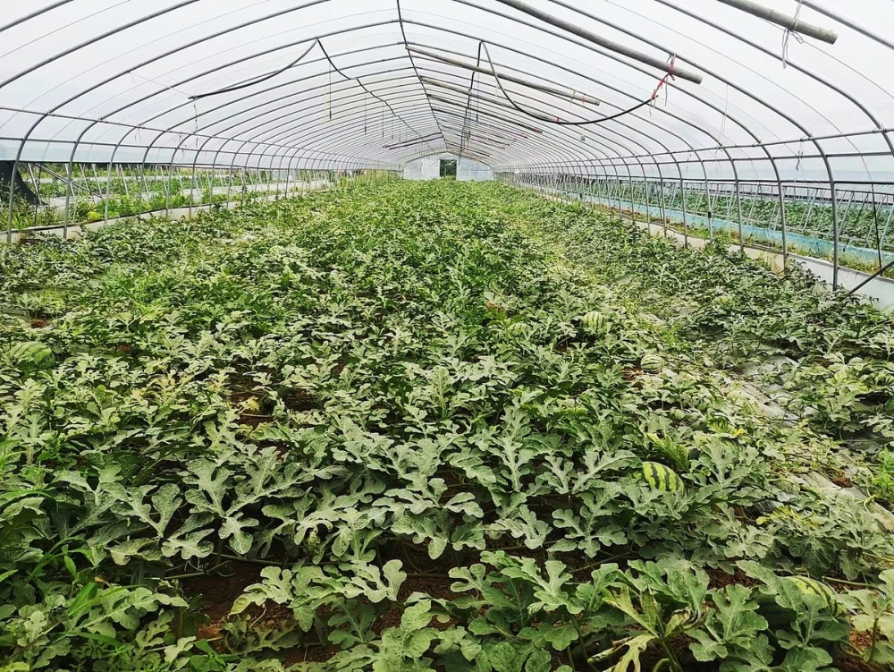 河南新野:大棚西瓜成为群众致富的"金元宝"