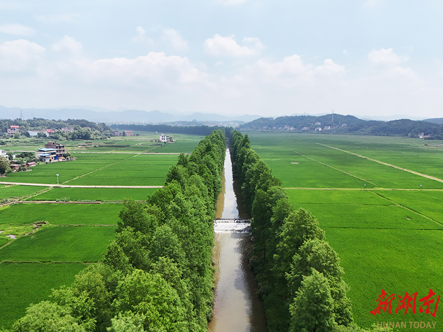 县白地市镇白地市村,田野绿意盎然,美不胜收,呈现出一幅生机勃勃的