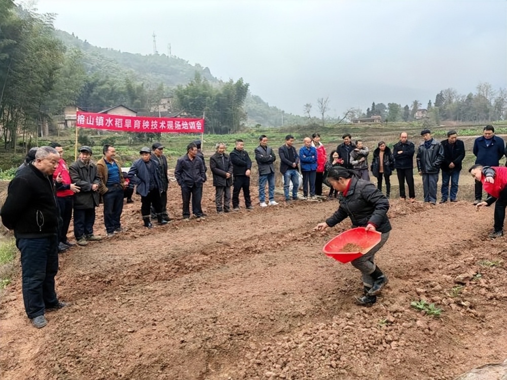 泸州合江县榕山镇:乡贤送上及时雨 旱地育秧解难题