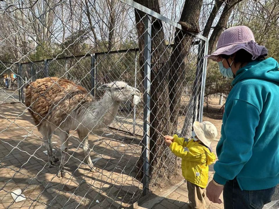 踏青,赏花 近距离看小动物 去长白岛森林公园 赴一场春日好风光